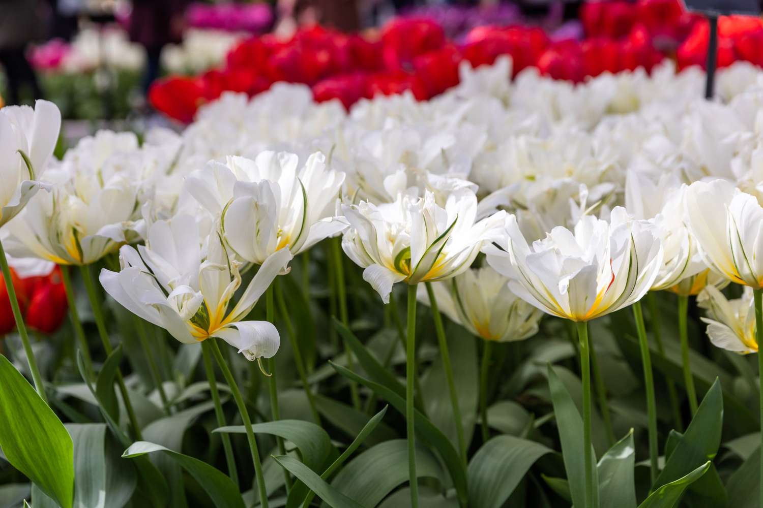 Tulip 'White Valley'